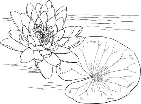 Nymphaea Mexicana Or Yellow Water Lily Coloring Page